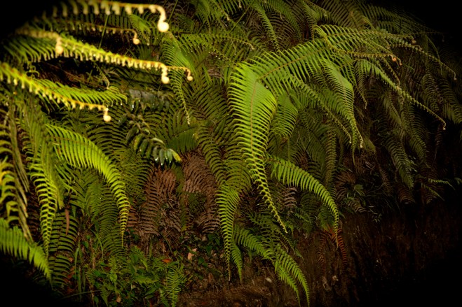 BRIGHT GREEN FERNS TO TAKE OVER THE FRAYED ONES
