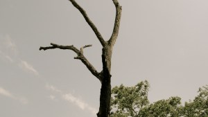 The broken and dying tree