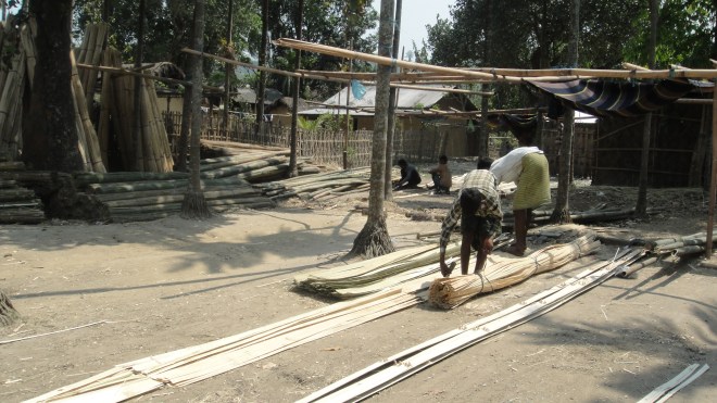 The broken Bamboo shoots