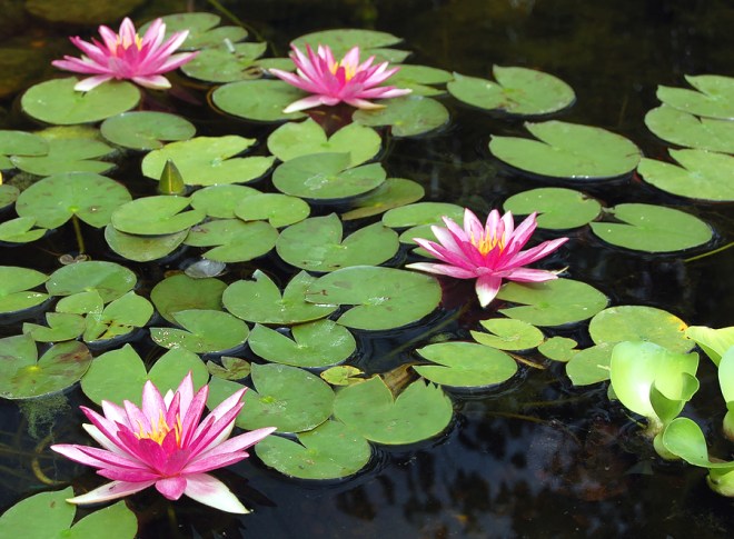 bigstock_Water_Lily_1859186