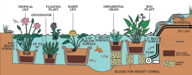 planting a garden