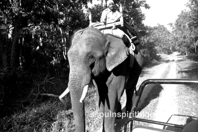 kanha soulnspiritblog