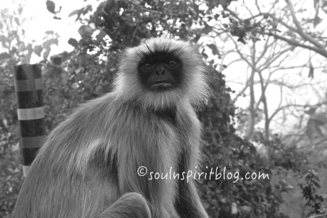 langoor soulnspiritblog.com