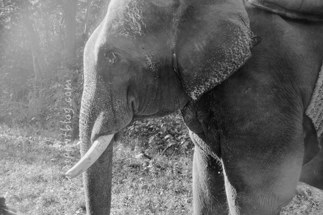 elephantsoulnspiritblog