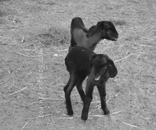 goats soulnspiritblog.com