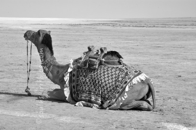 camel soulnspiritblog.com