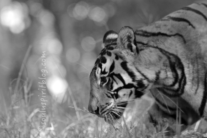 tigersoulnspiritblog