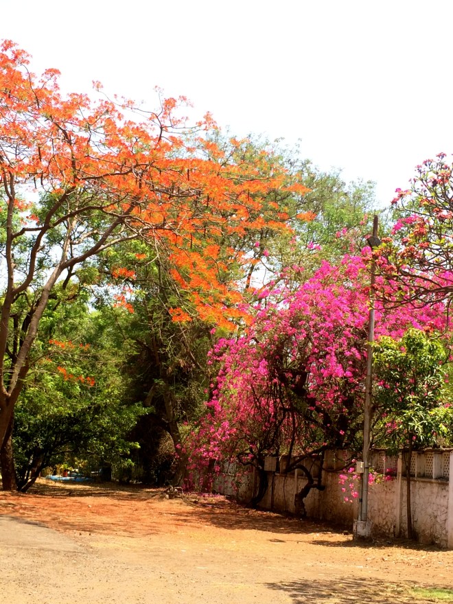 vivid colors of nature