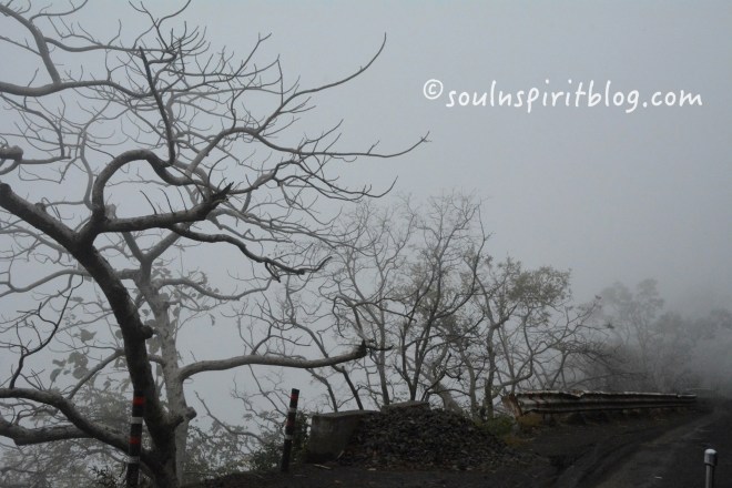 Bare branches in Fall
