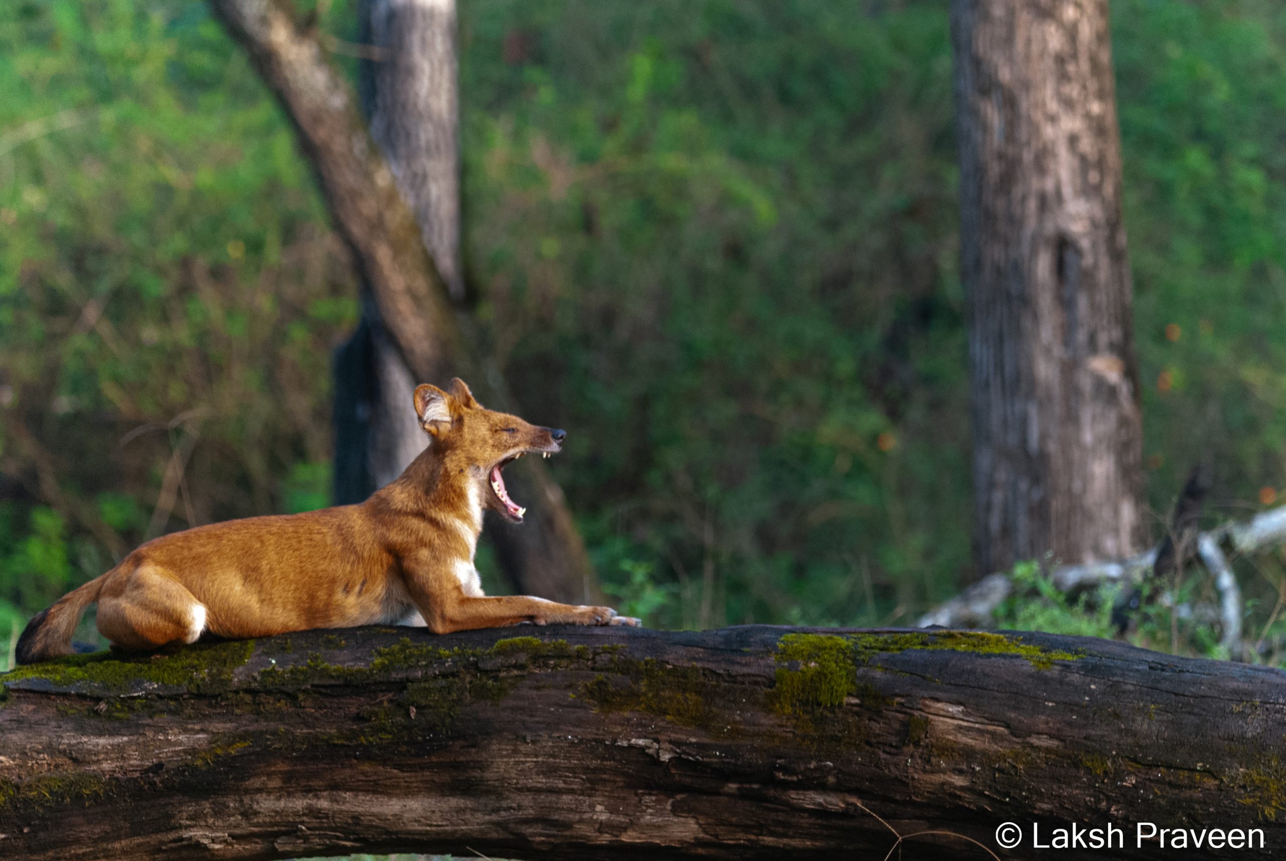 wild-dog-by-lakshpraveen